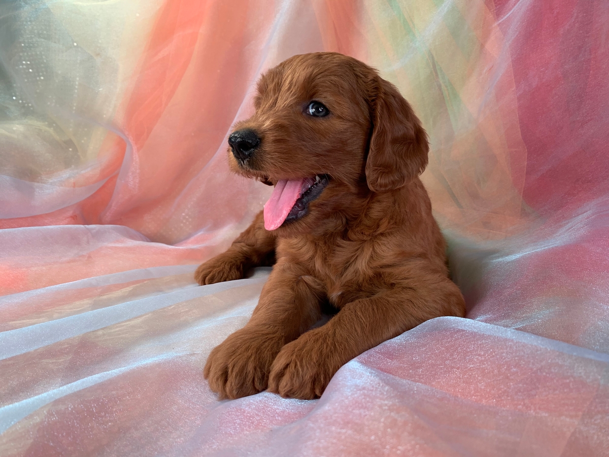 Dark Red F1 Male Miniature Goldendoodle for Sale DOB 7-4-2022 $1200